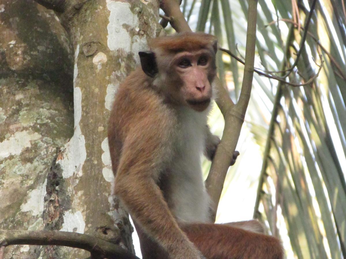 Jungle Guest ,Mirissa Ξενοδοχείο Εξωτερικό φωτογραφία